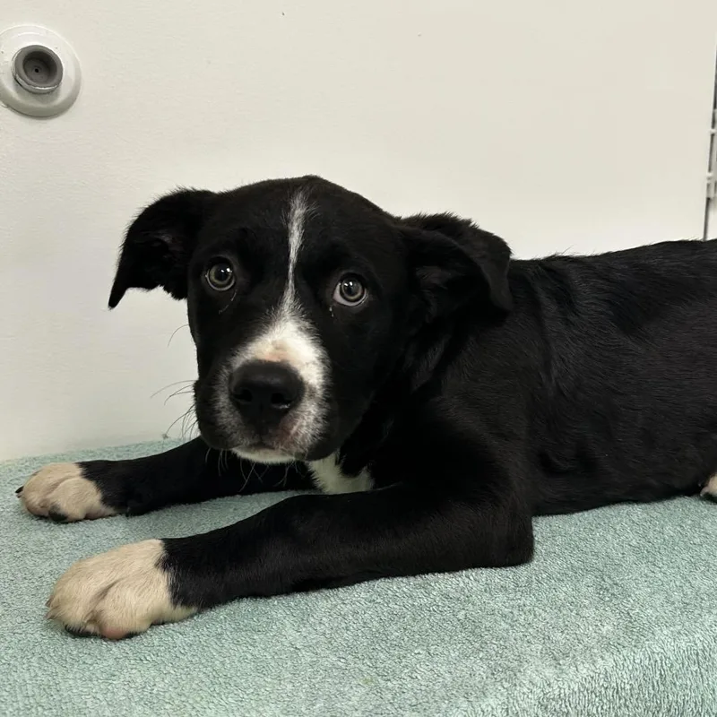 A baby small-sized male Black Labrador Retriever dog named Tux for adoption in Warrensburg, MO