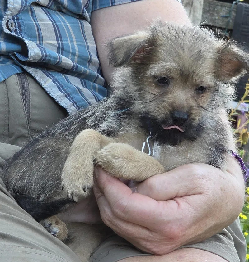 A baby small-sized male Yorkshire Terrier dog named Arrby for adoption in Saint Paul, MN