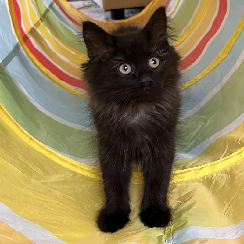 A baby small-sized male Black Domestic Medium Hair cat named Sprout for adoption in Hartville, OH