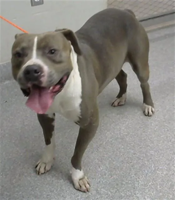 An adult large-sized male American Staffordshire Terrier dog named Faolan for adoption in Pasadena, TX