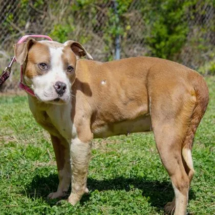 An adult medium-sized female Mixed Breed dog named Pretty Girl Fka Jellybean for adoption in West Chester, PA