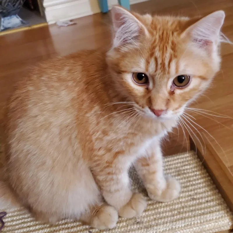 A baby medium-sized male Orange / Red Domestic Short Hair cat named Obie Angel for adoption in Eagle Mountain, UT