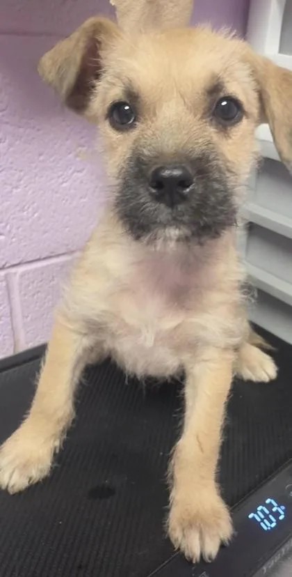 A baby small-sized male Yellow / Tan / Blond / Fawn Fox Terrier dog named Lugnut for adoption in El Paso, TX