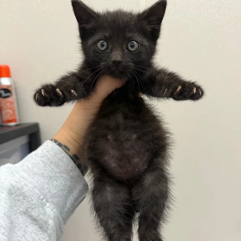 A baby small-sized female Black Domestic Short Hair cat named Lugnut for adoption in Morganton, NC