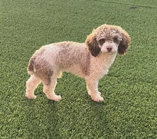 An adult small-sized female Miniature Poodle dog named Cooper for adoption in Coatesville, PA