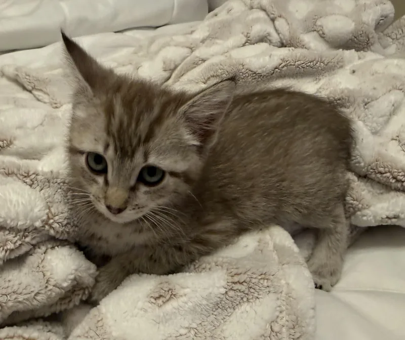 A baby medium-sized female Tabby (Gray / Blue / Silver) Domestic Short Hair cat named Gracie for adoption in Harvey, LA