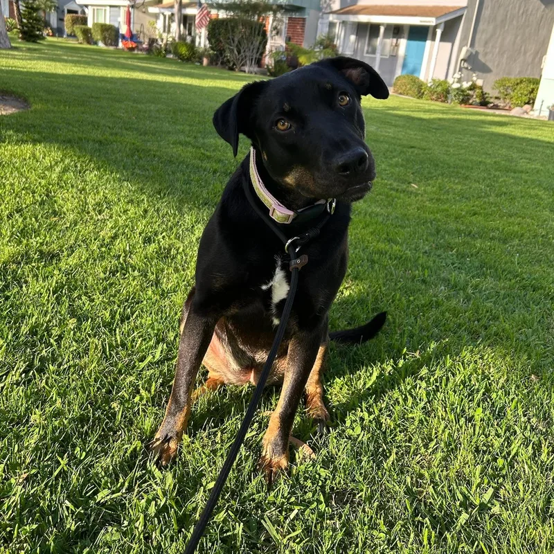 A young medium-sized female Black German Shepherd Dog dog named Abby for adoption in Huntington Beach, CA