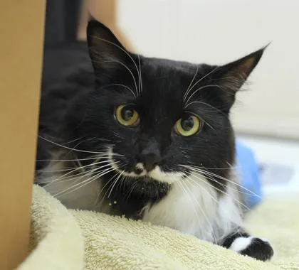 An adult medium-sized female Domestic Long Hair cat named Rhyme for adoption in Westland, MI