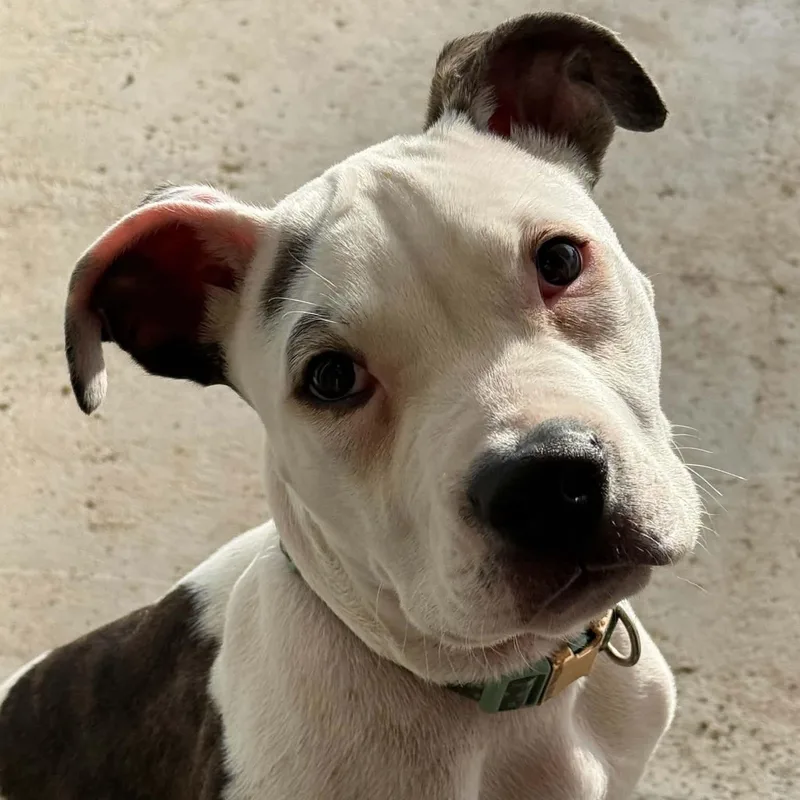 A baby medium-sized male Pit Bull Terrier dog named Pierce for adoption in Center Point, TX