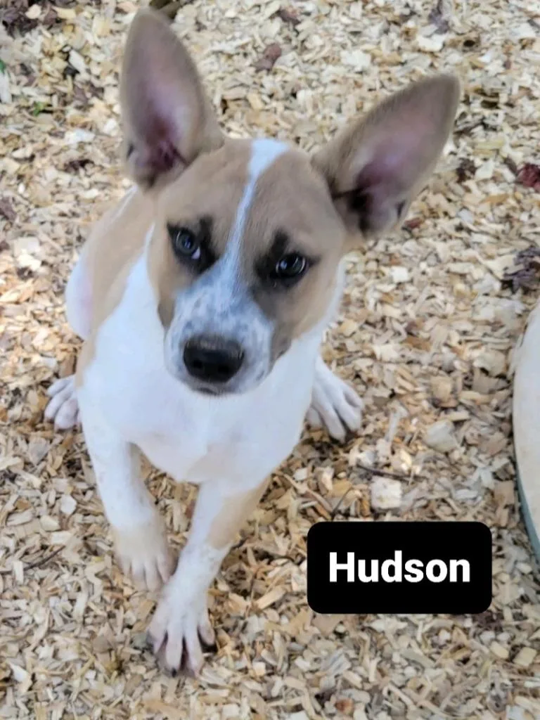 An adult small-sized male Cattle Dog dog named Hudson for adoption in Buffalo, MO