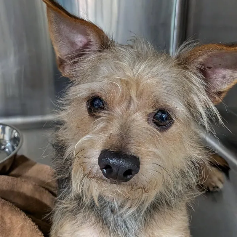 A young small-sized male Black Yorkshire Terrier dog named Thomas O'malley for adoption in Houston, TX