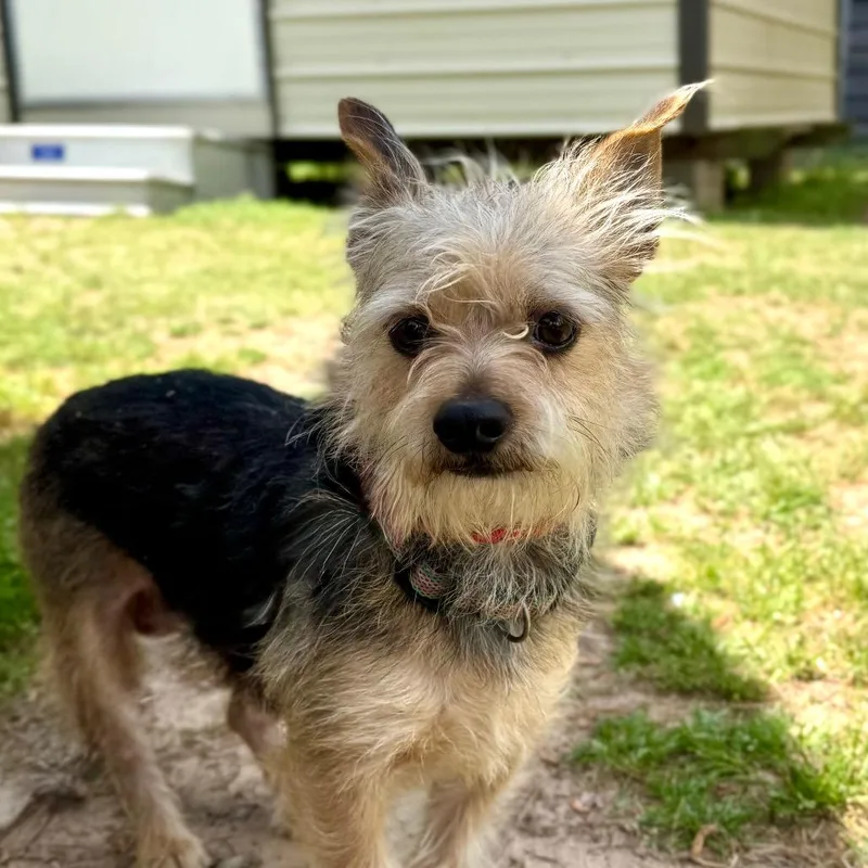 Thomas O'malley thumbnail 2