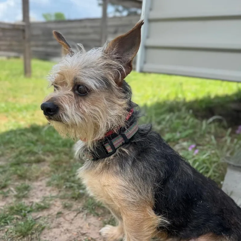 Thomas O'malley thumbnail 3