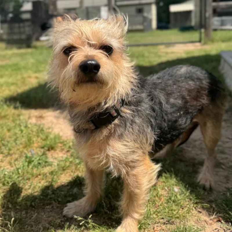 Thomas O'malley thumbnail 5