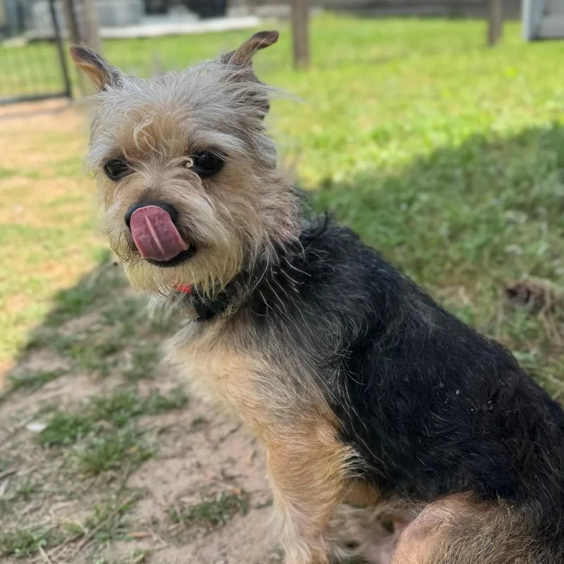 Thomas O'malley thumbnail 6