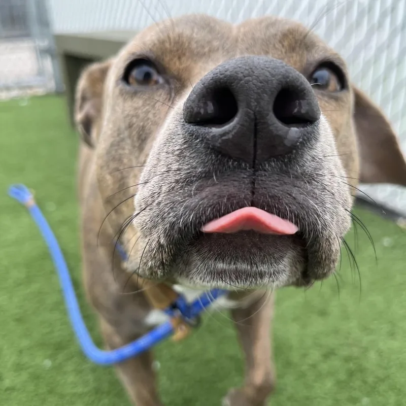 An adult medium-sized female Brown / Chocolate Pit Bull Terrier dog named Sasha for adoption in Bristol, IN