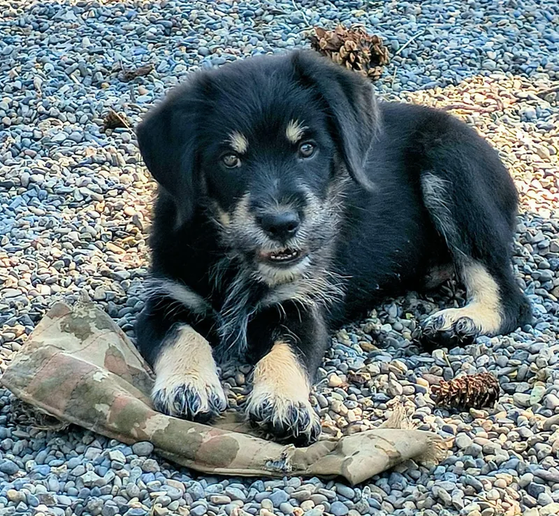 A young medium-sized male Black Schnauzer dog named Fats for adoption in Weaverville, CA