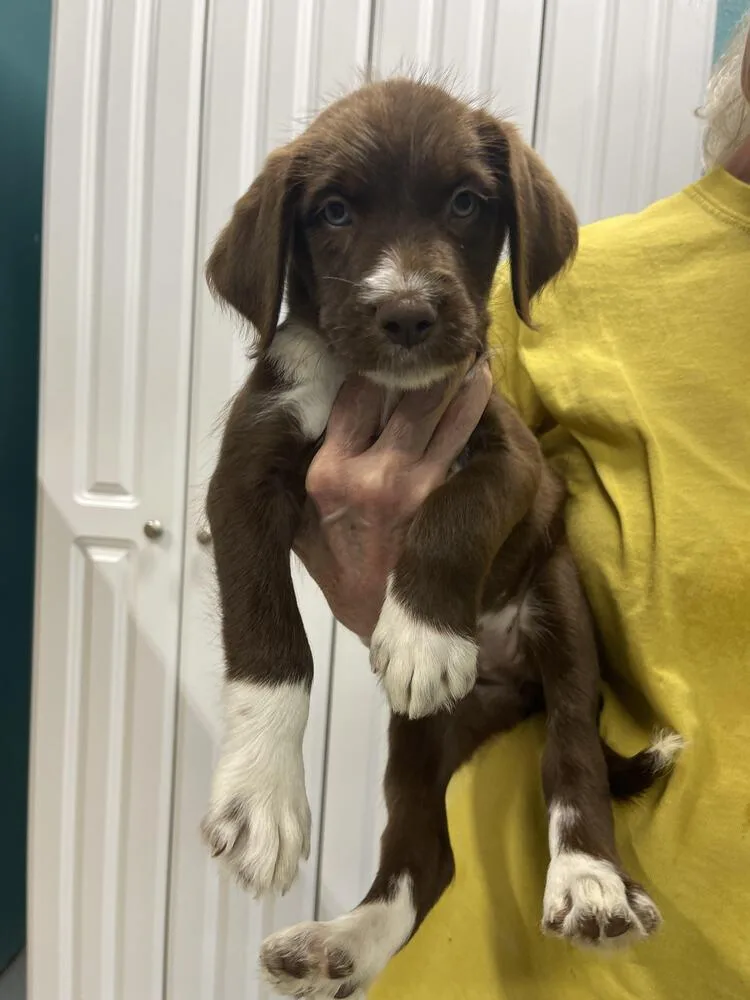 A baby small-sized female Goldendoodle dog named Jessie for adoption in Chattanooga, TN