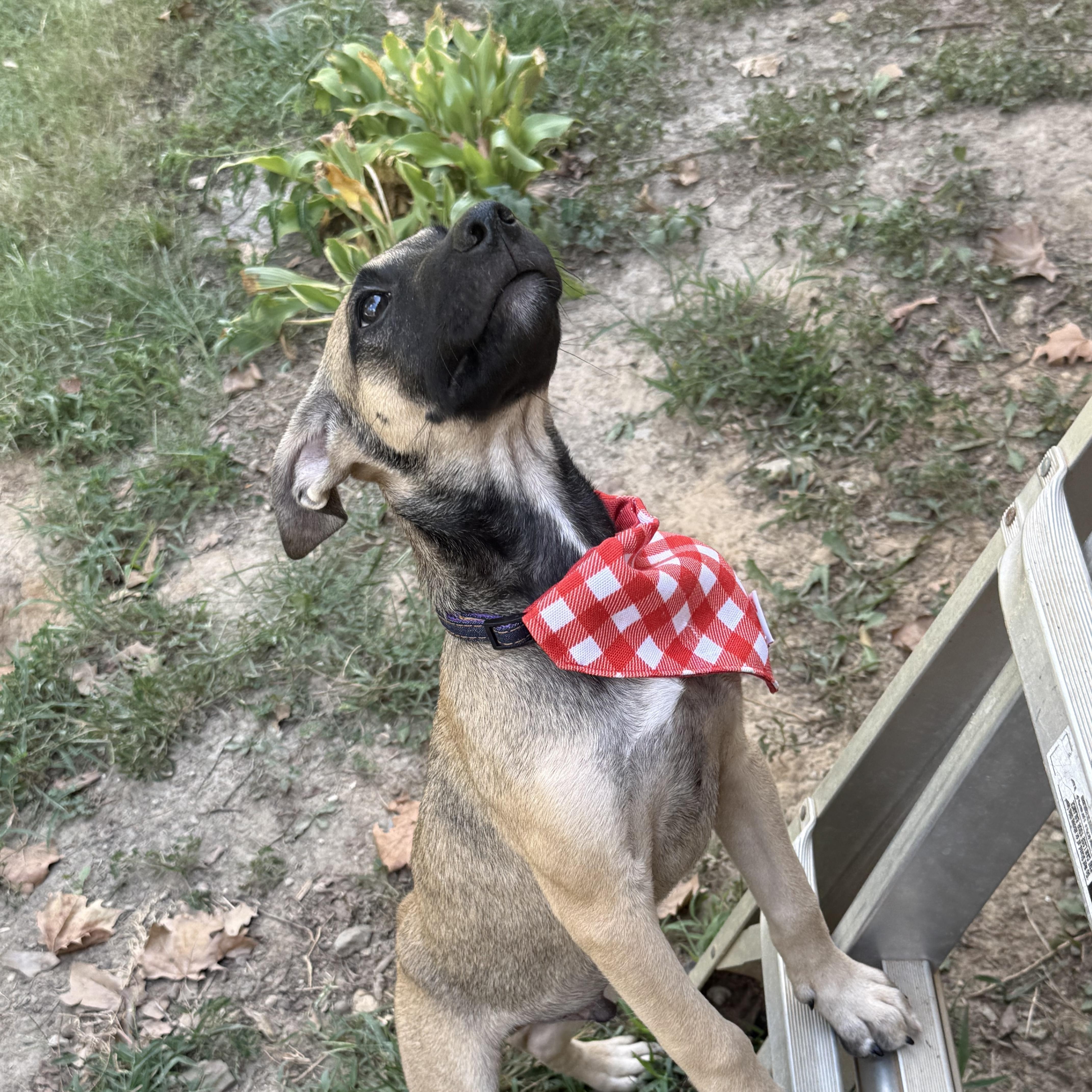 A baby medium-sized male Shepherd dog named Subway for adoption in Cordova, TN