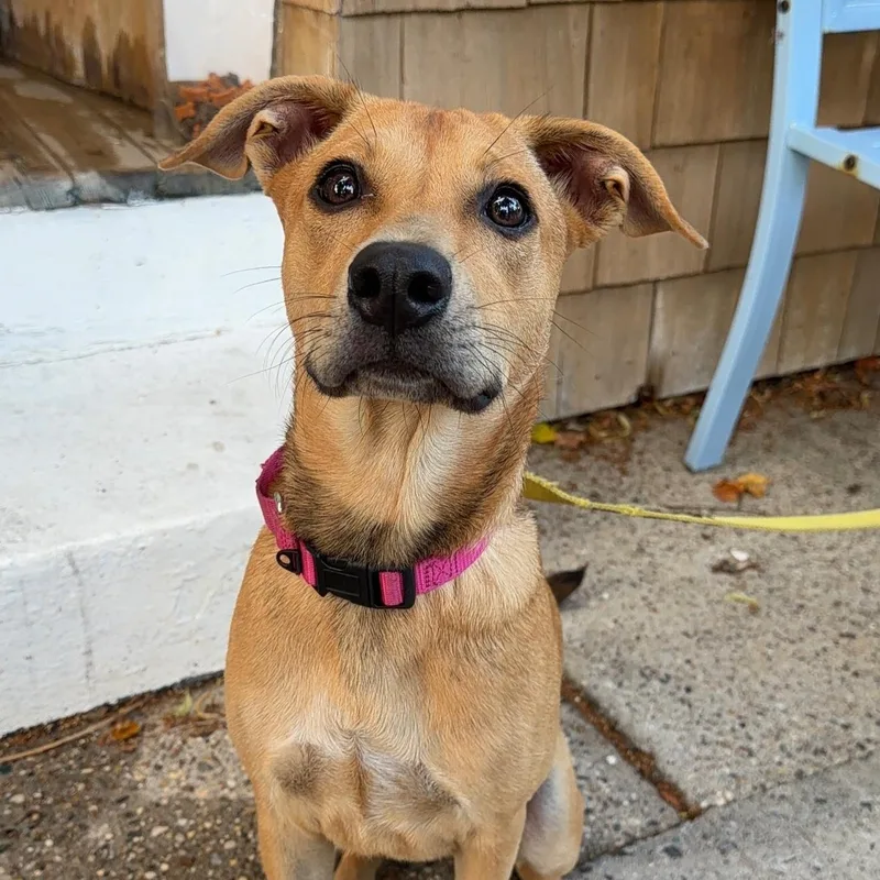 A baby medium-sized female Yellow / Tan / Blond / Fawn Mixed Breed dog named Lilly for adoption in Yaphank, NY
