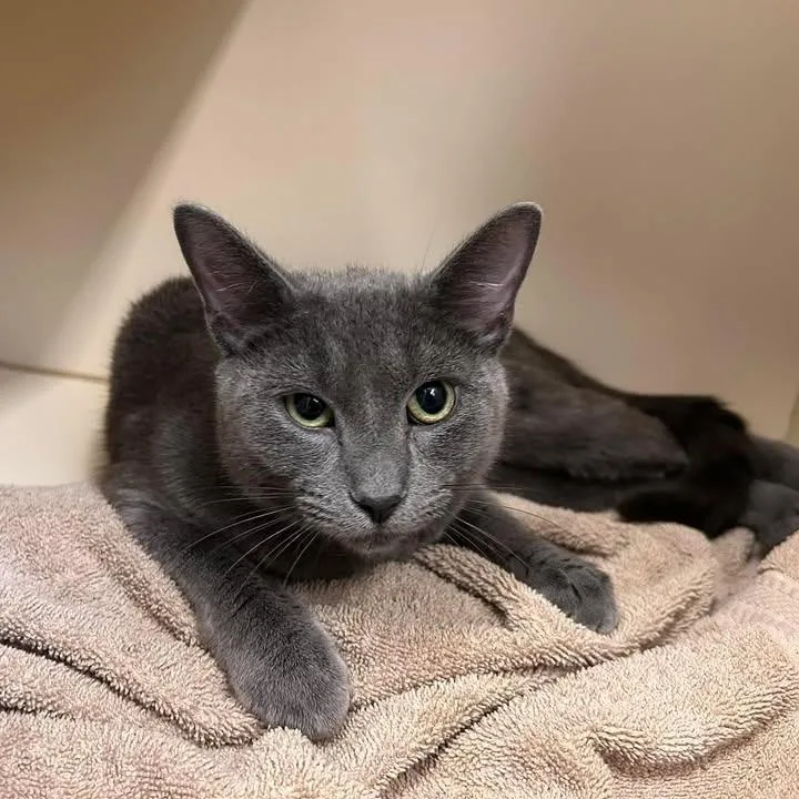 A young medium-sized female Gray / Blue / Silver Domestic Short Hair cat named Hurricane for adoption in Waynesboro, PA