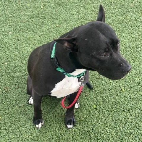 An adult medium-sized female White / Cream Pit Bull Terrier dog named Mochi for adoption in Indianapolis, IN