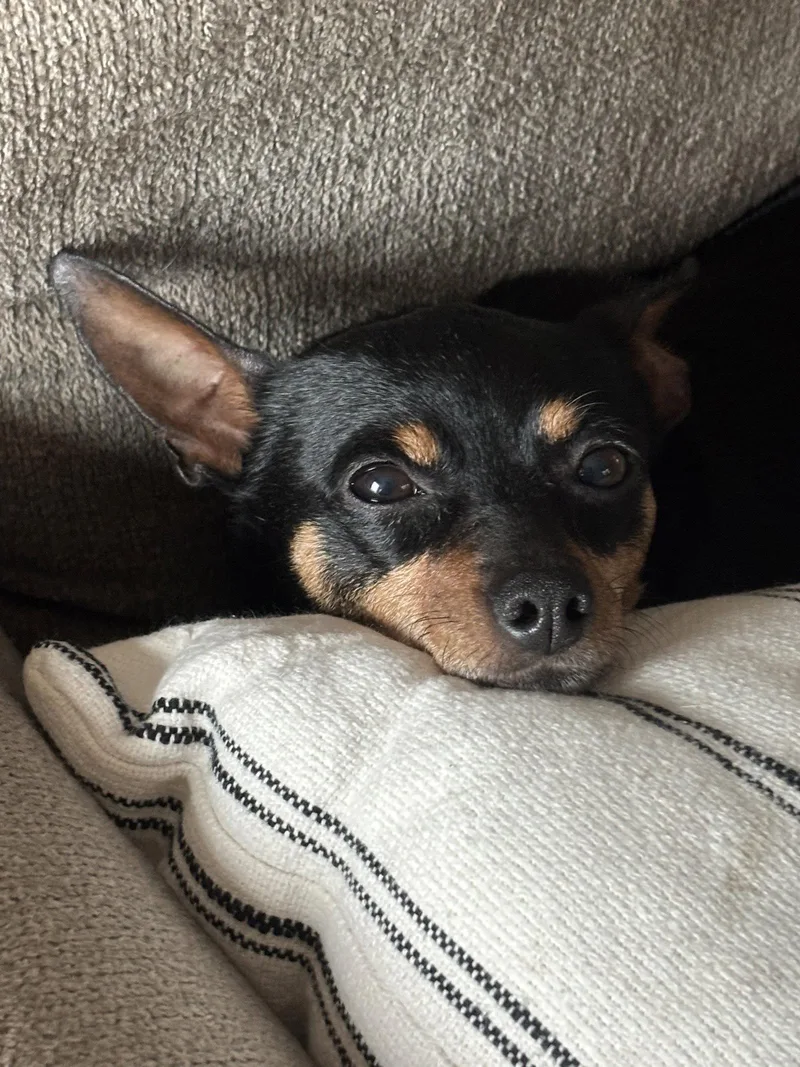 An adult small-sized female Chihuahua dog named Haven for adoption in Doylestown, PA