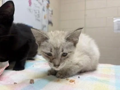 A baby small-sized female Domestic Short Hair cat named Snickerdoodle for adoption in Westland, MI