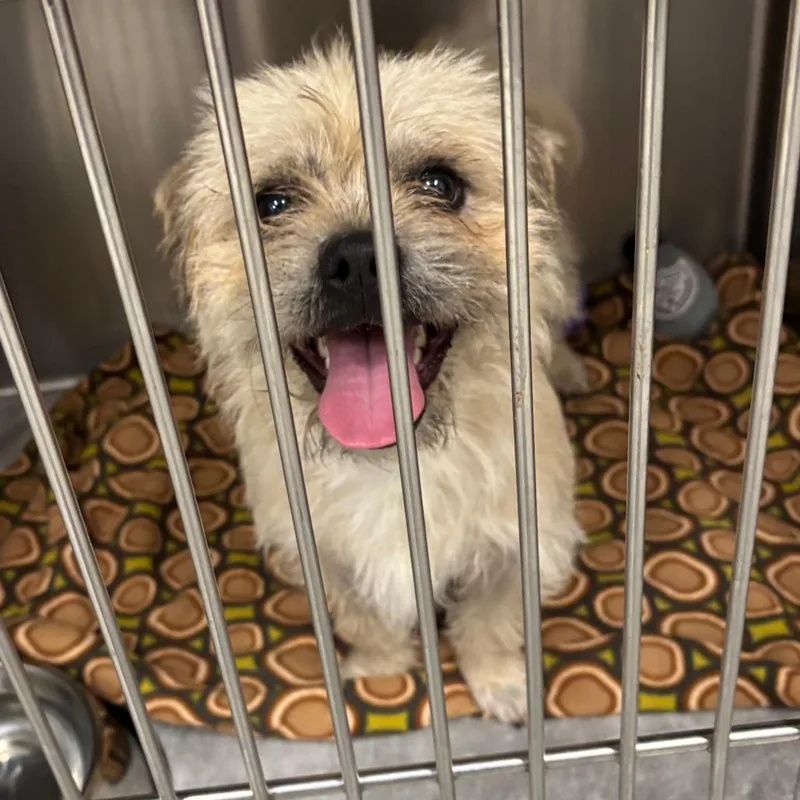 An adult small-sized male Yellow / Tan / Blond / Fawn Terrier dog named Jesse for adoption in Matteson, IL
