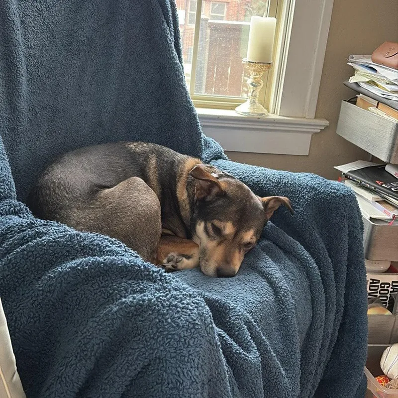 An adult medium-sized female Black Labrador Retriever dog named Ramona Quimby for adoption in Dallas, TX