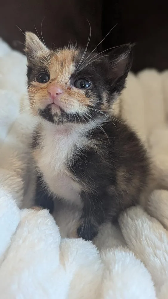 A baby small-sized female Calico cat named Iyo for adoption in Calimesa, CA