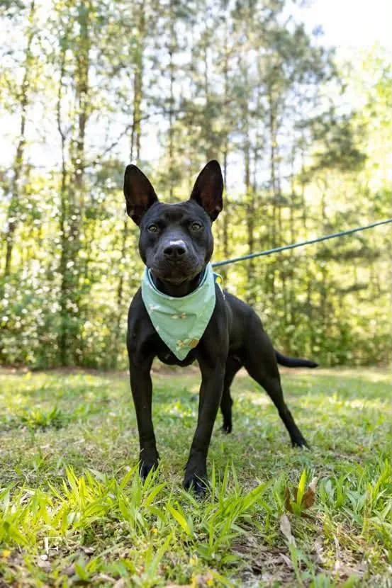 An adult small-sized female Terrier dog named Mother Gothel for adoption in Holly Springs, NC