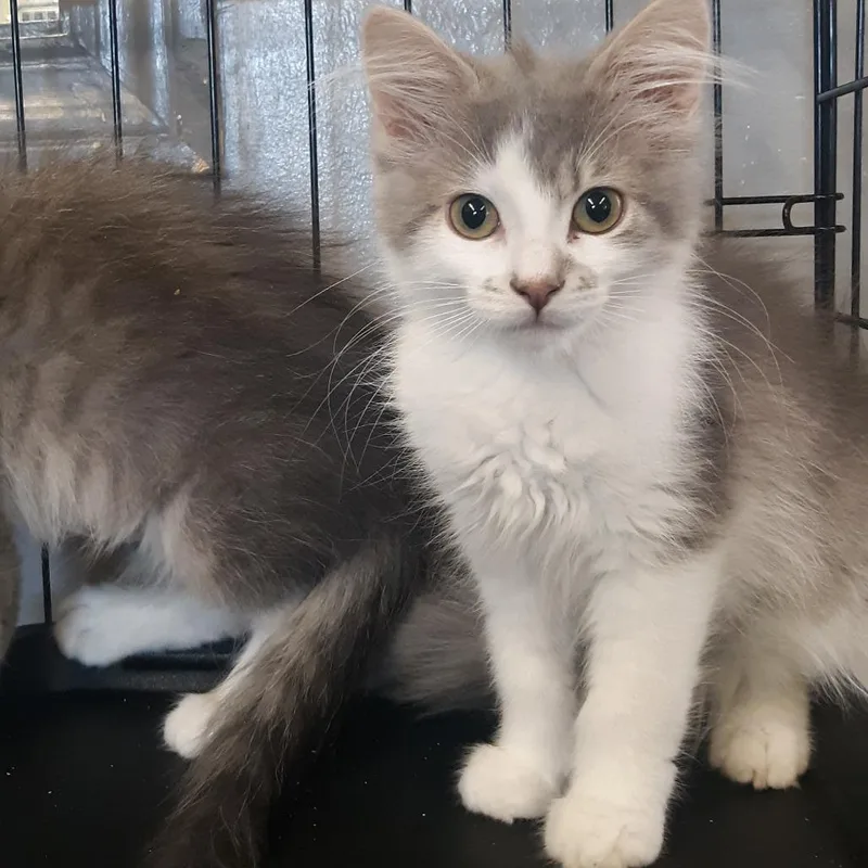 A baby small-sized female White Domestic Short Hair cat named Marlowe for adoption in Spokane, WA