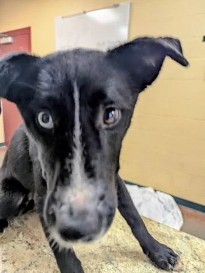 A baby medium-sized female Shepherd dog named Diana for adoption in Independence, MO