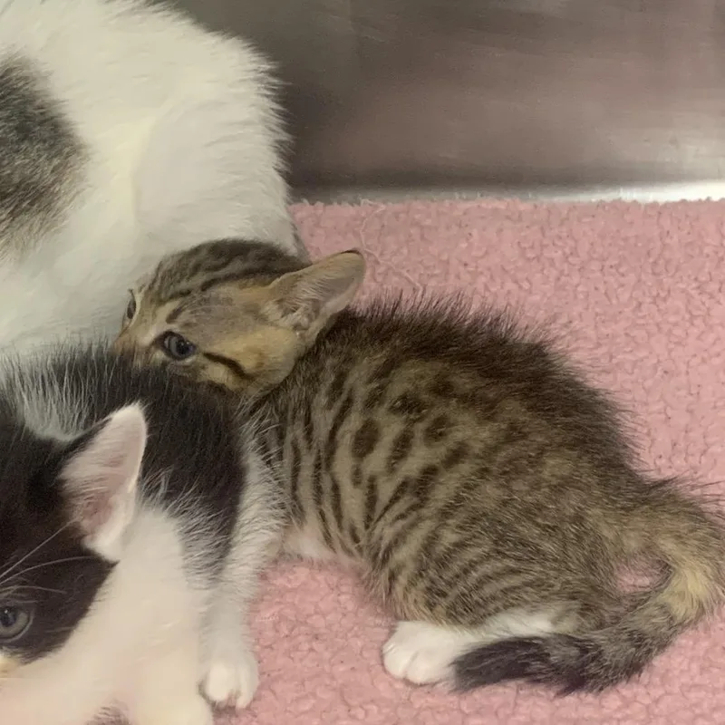A baby small-sized male Brown / Chocolate Domestic Short Hair cat named Zack for adoption in West Palm Beach, FL