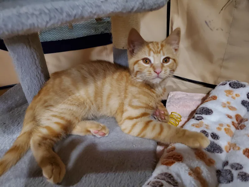 A baby medium-sized male Tabby (Orange / Red) Domestic Short Hair cat named Pop Tart for adoption in Hamilton, NJ