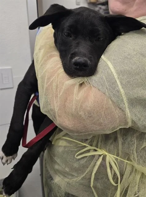 A baby large-sized male Labrador Retriever dog named Michael for adoption in Mesa, AZ