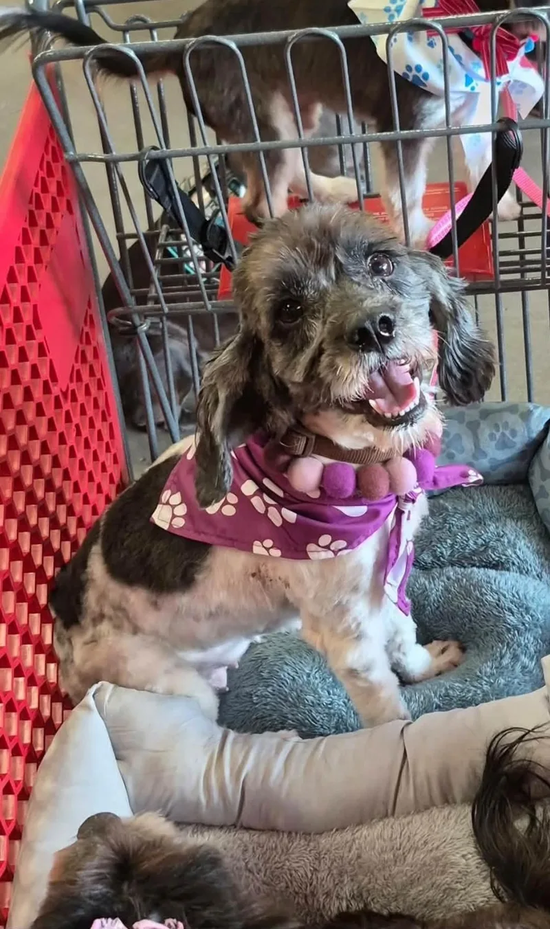 A young small-sized female English Cocker Spaniel dog named Wiggles for adoption in Garden Valley, ID