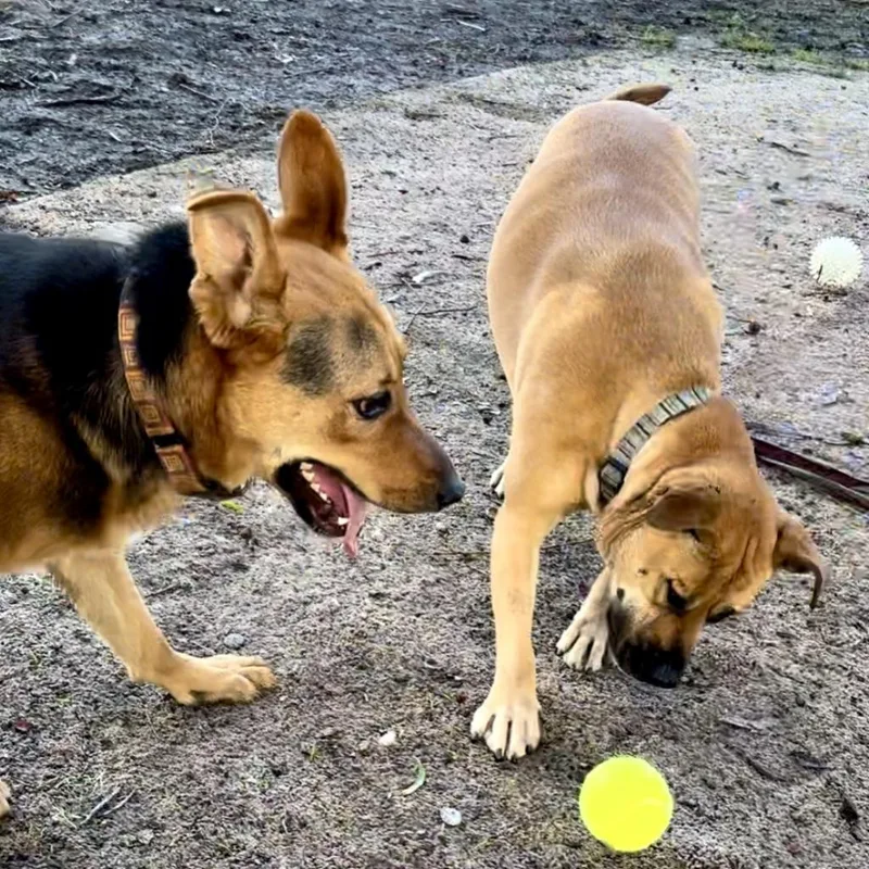 Kobe Renee thumbnail 5