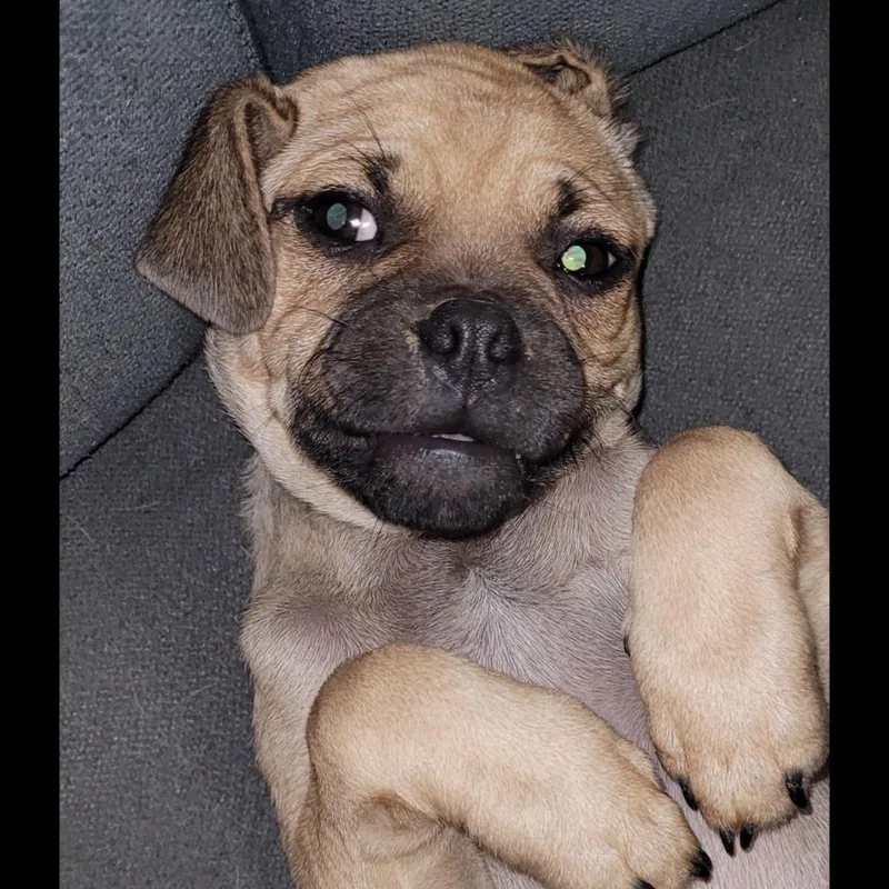 A baby small-sized male Brown / Chocolate Pug dog named Kano GC for adoption in Austin, TX