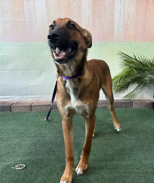 A young large-sized male German Shepherd Dog dog named Romeo for adoption in Baldwin Park, CA