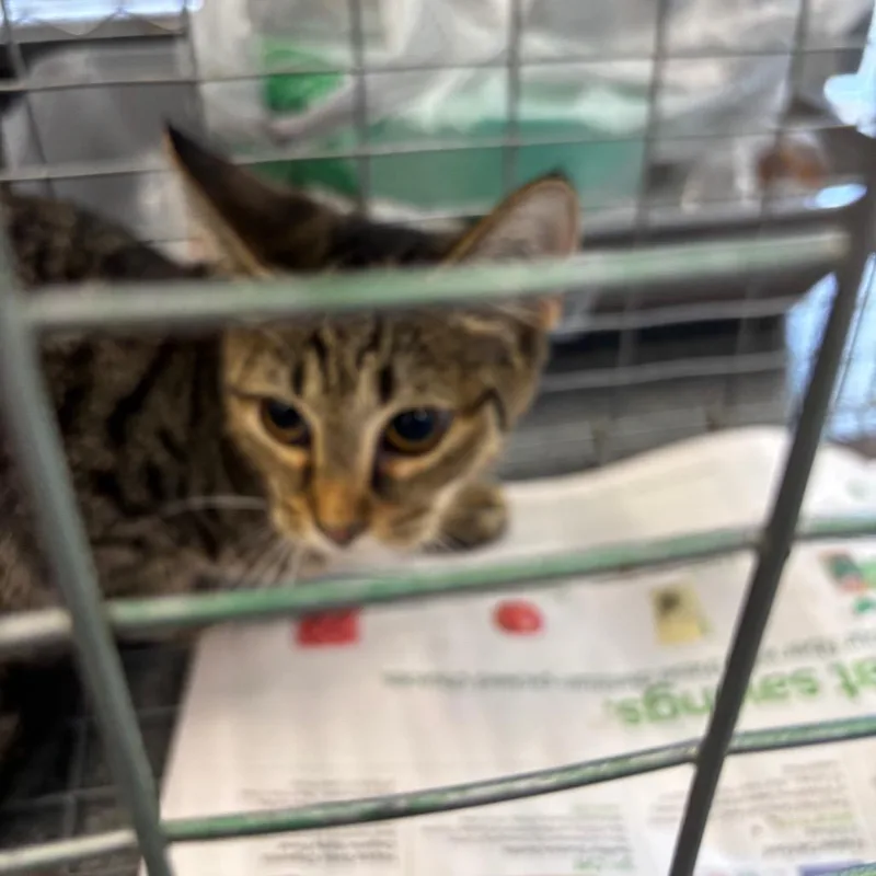 A baby small-sized female Domestic Short Hair cat named Rhodes for adoption in Montgomery, AL