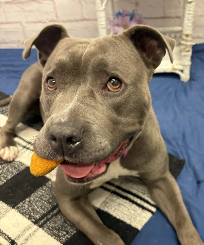 An adult large-sized female Mixed Breed dog named Manta Creature for adoption in Detroit, MI