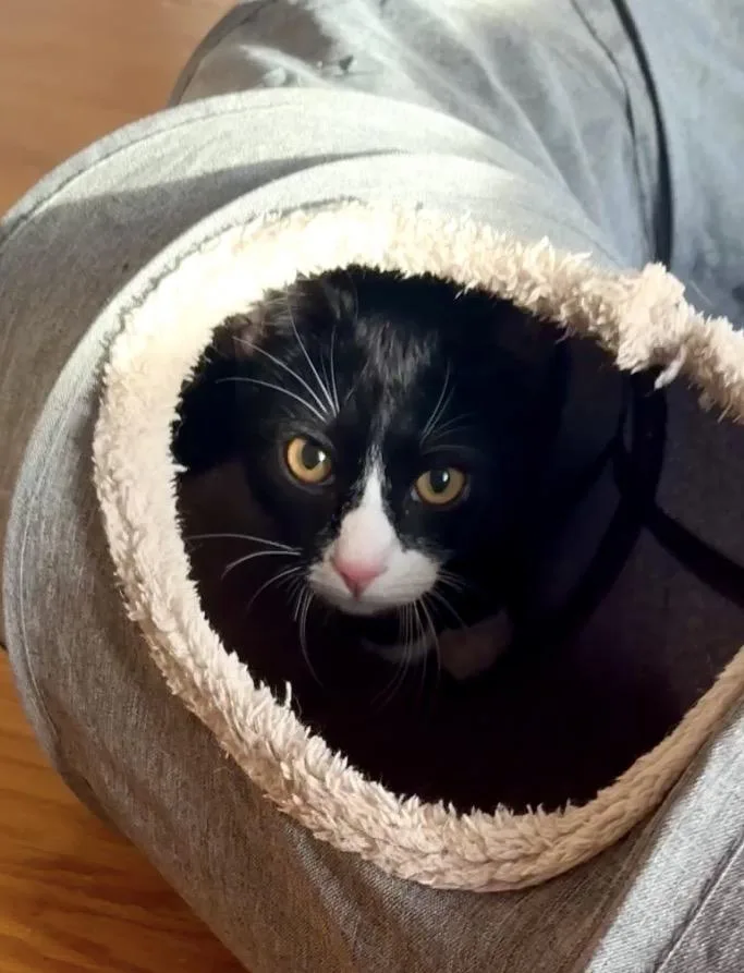 A young medium-sized male Black & White / Tuxedo Domestic Short Hair cat named Braidy & Briar for adoption in Andover, CT