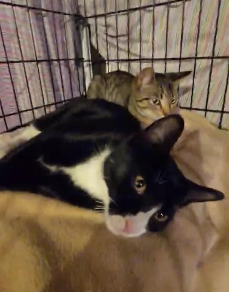 Braidy & Briar thumbnail 2