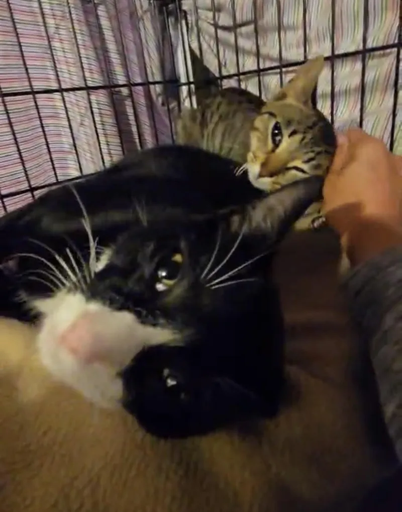 Braidy & Briar thumbnail 3