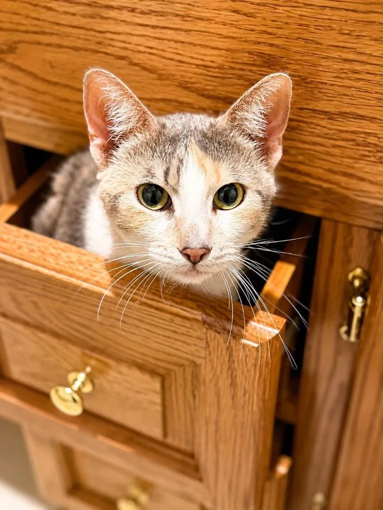 A senior medium-sized female Domestic Short Hair cat named Bella Grace for adoption in Fond Du Lac, WI