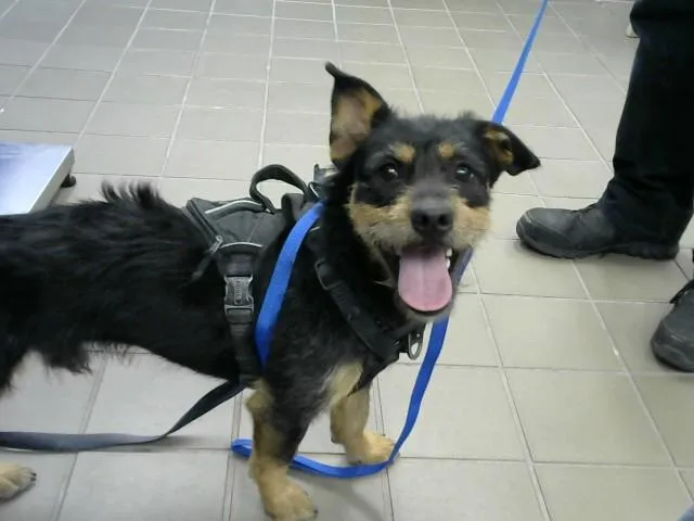 An adult medium-sized male Irish Terrier dog named Leviathan for adoption in Albuquerque, NM