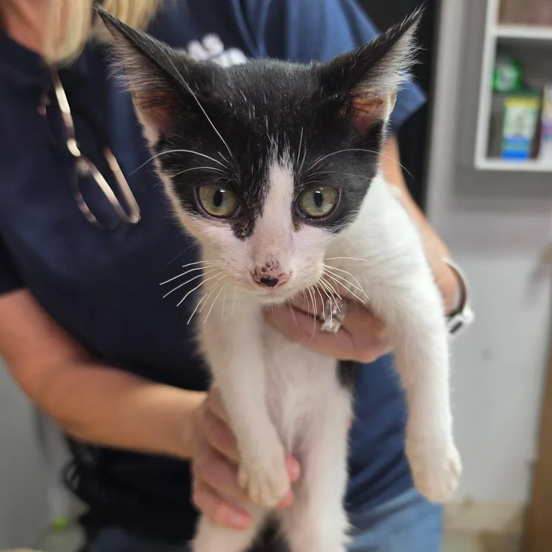 A baby small-sized male White Domestic Short Hair cat named Phantom for adoption in Leander, TX