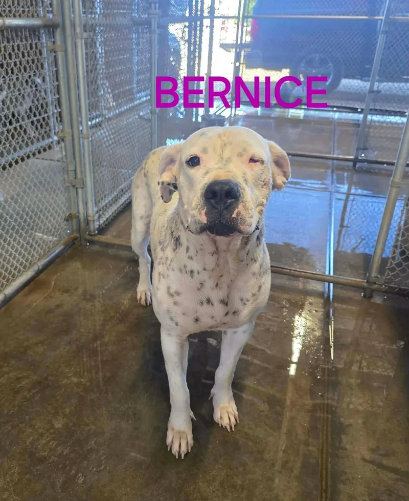 A young large-sized female Dogo Argentino dog named Bernice for adoption in Windsor, CO